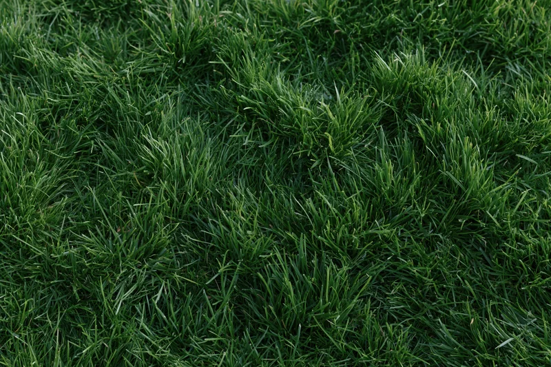 Dense short green grass filling the frame in an overhead flat lay view