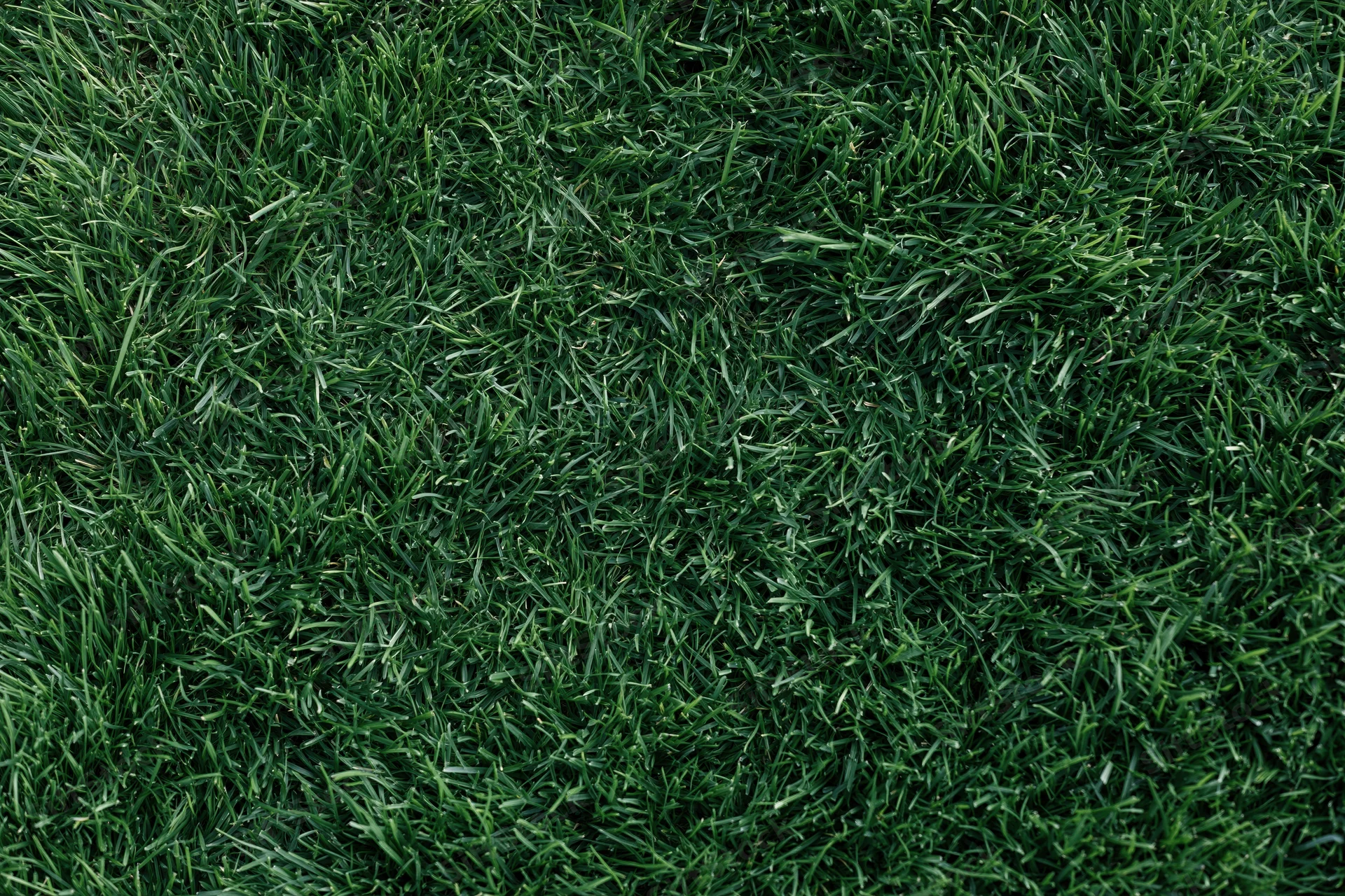 Dense short green grass in overhead flat lay view filling the frame