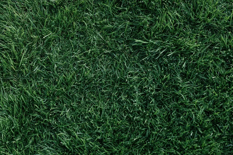 Dense short green grass in overhead flat lay view filling the frame