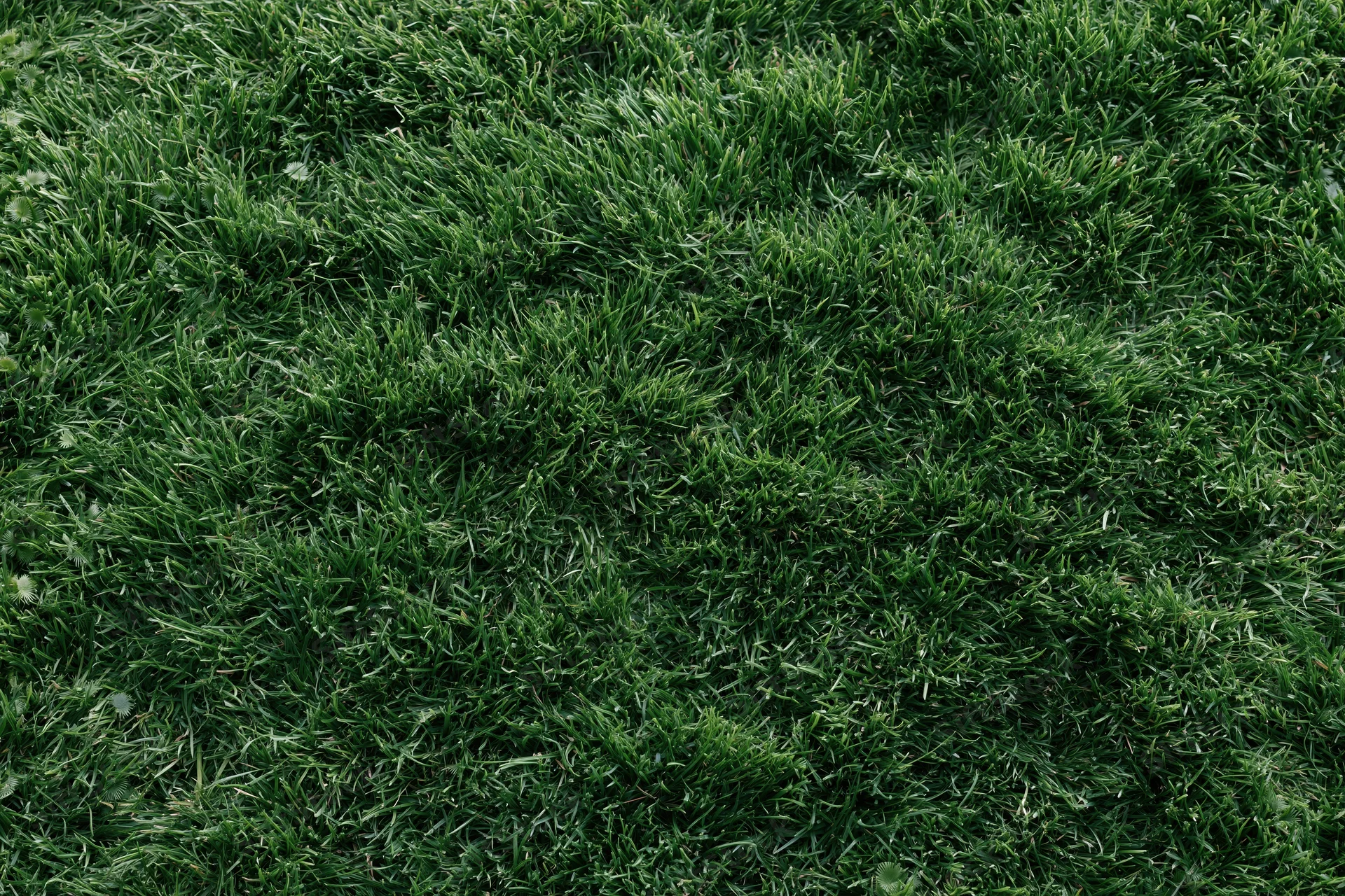 Dense short green grass viewed from above in a flat lay arrangement filling the frame