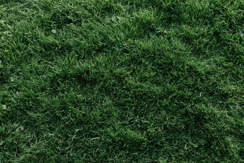 Dense short green grass viewed from above in a flat lay arrangement filling the frame