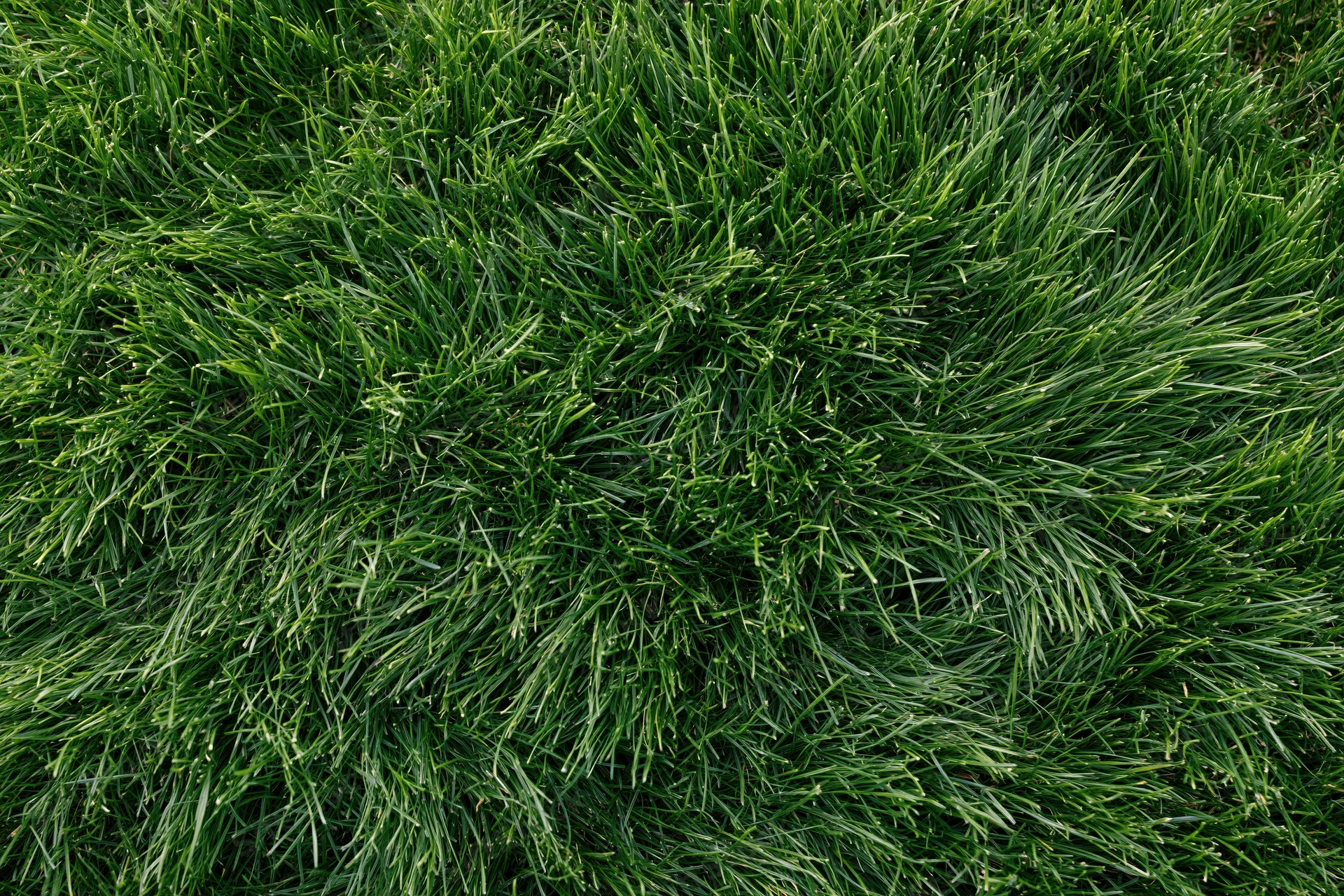 Dense short green grass in overhead flat lay filling the frame