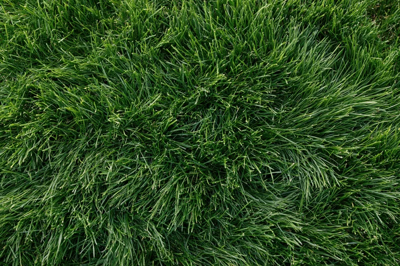 Dense short green grass in overhead flat lay filling the frame