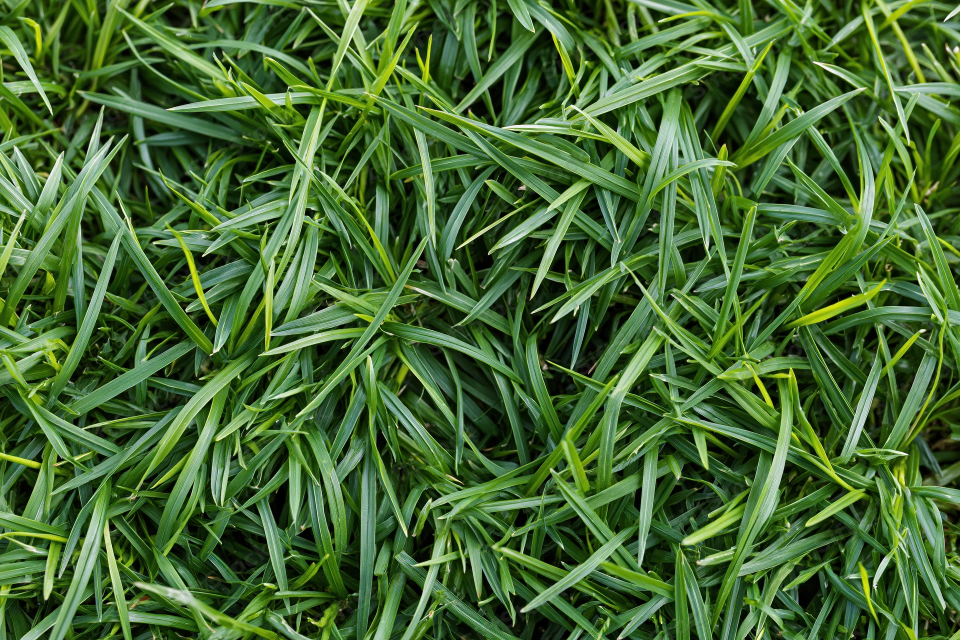 Dense short green grass in overhead flat lay filling the frame