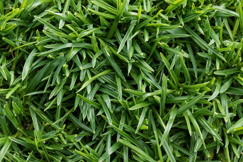 Dense short green grass filling the frame in overhead flat lay view