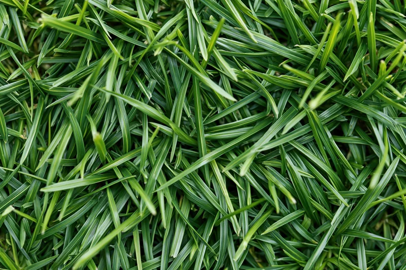 Dense short green grass in overhead flat lay filling the frame