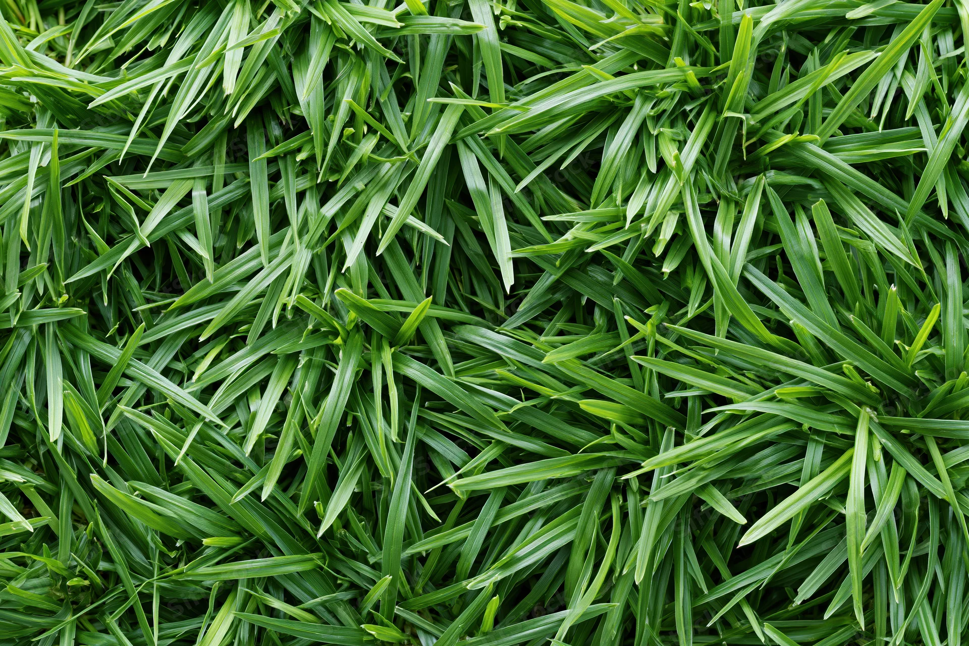 Dense short green grass in overhead flat lay filling frame