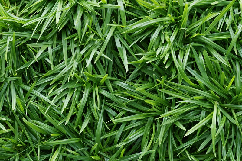 Dense short green grass in overhead flat lay filling frame