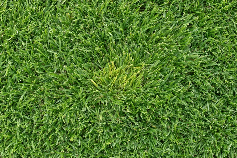 Dense short-cut green grass viewed from overhead in a flat lay arrangement