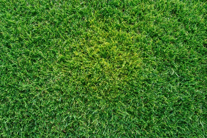 Dense short-cut green grass viewed from above in a flat lay arrangement