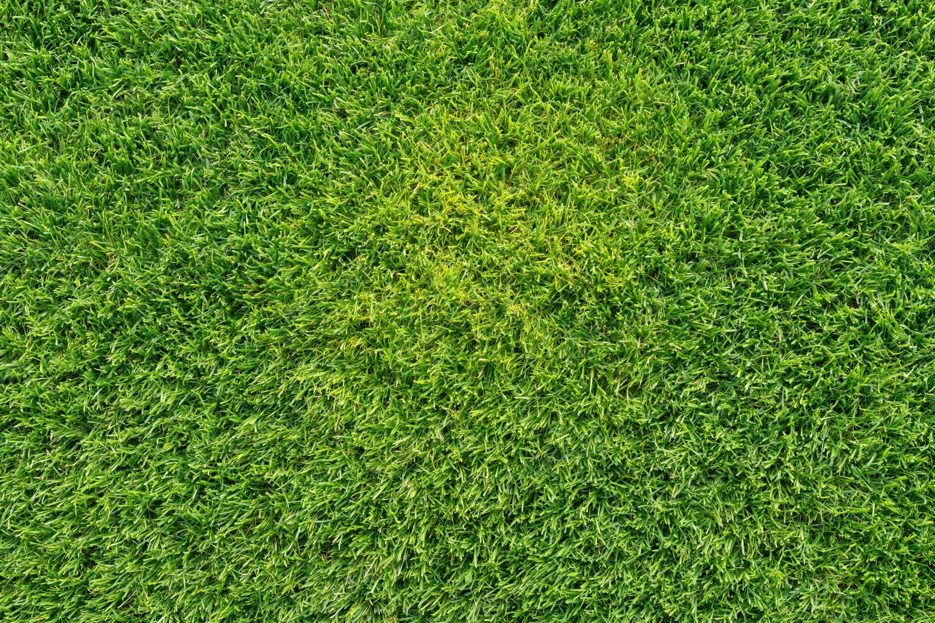 Dense short-cut green grass viewed from overhead in a flat lay arrangement