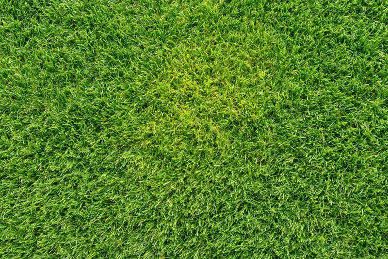 Dense short-cut green grass viewed from overhead in a flat lay arrangement