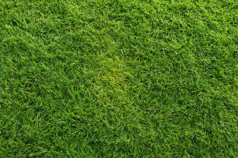 Close-up overhead view of densely packed short-cut green grass in a lawn