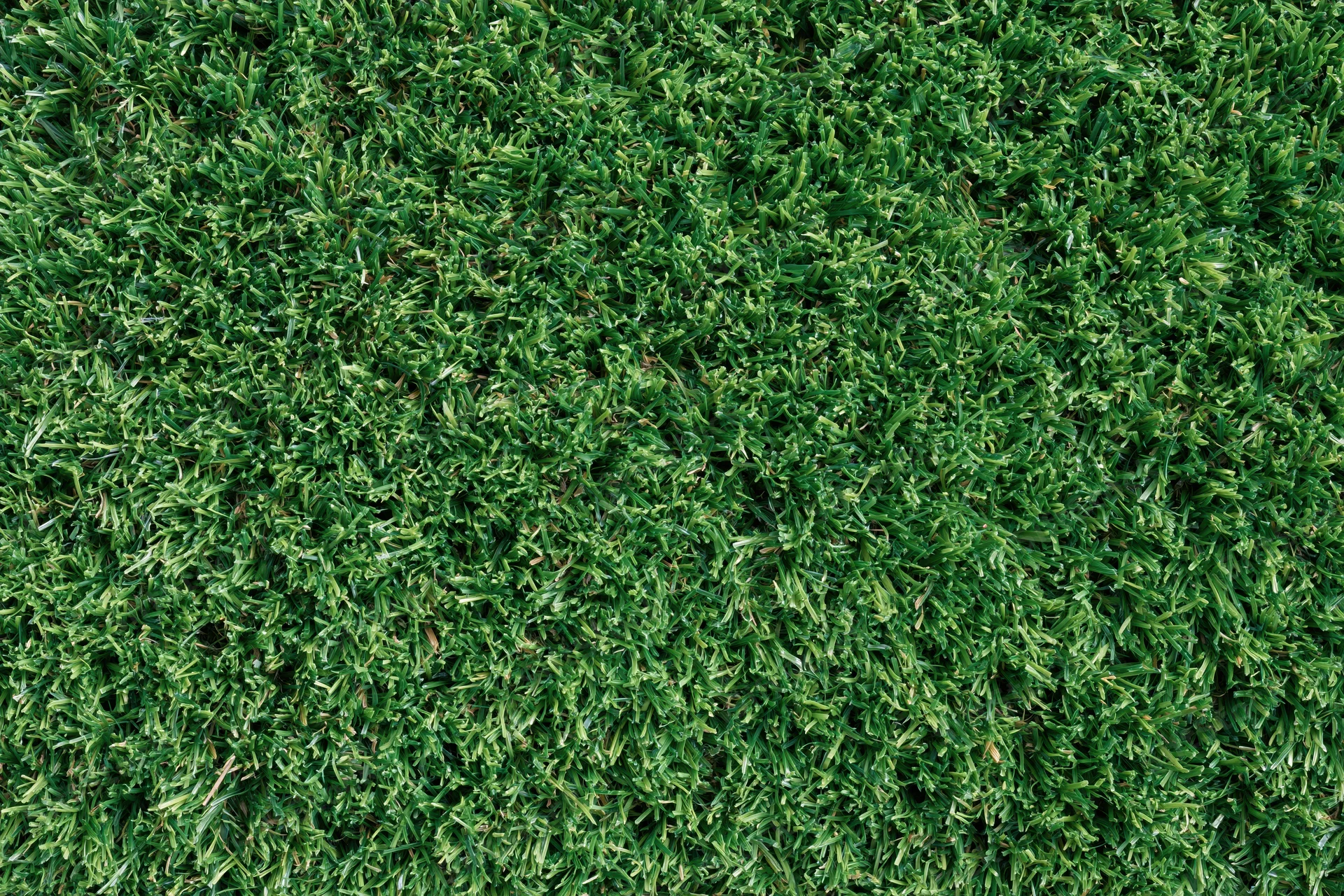 Close-up overhead view of uniformly trimmed short green grass covering the ground