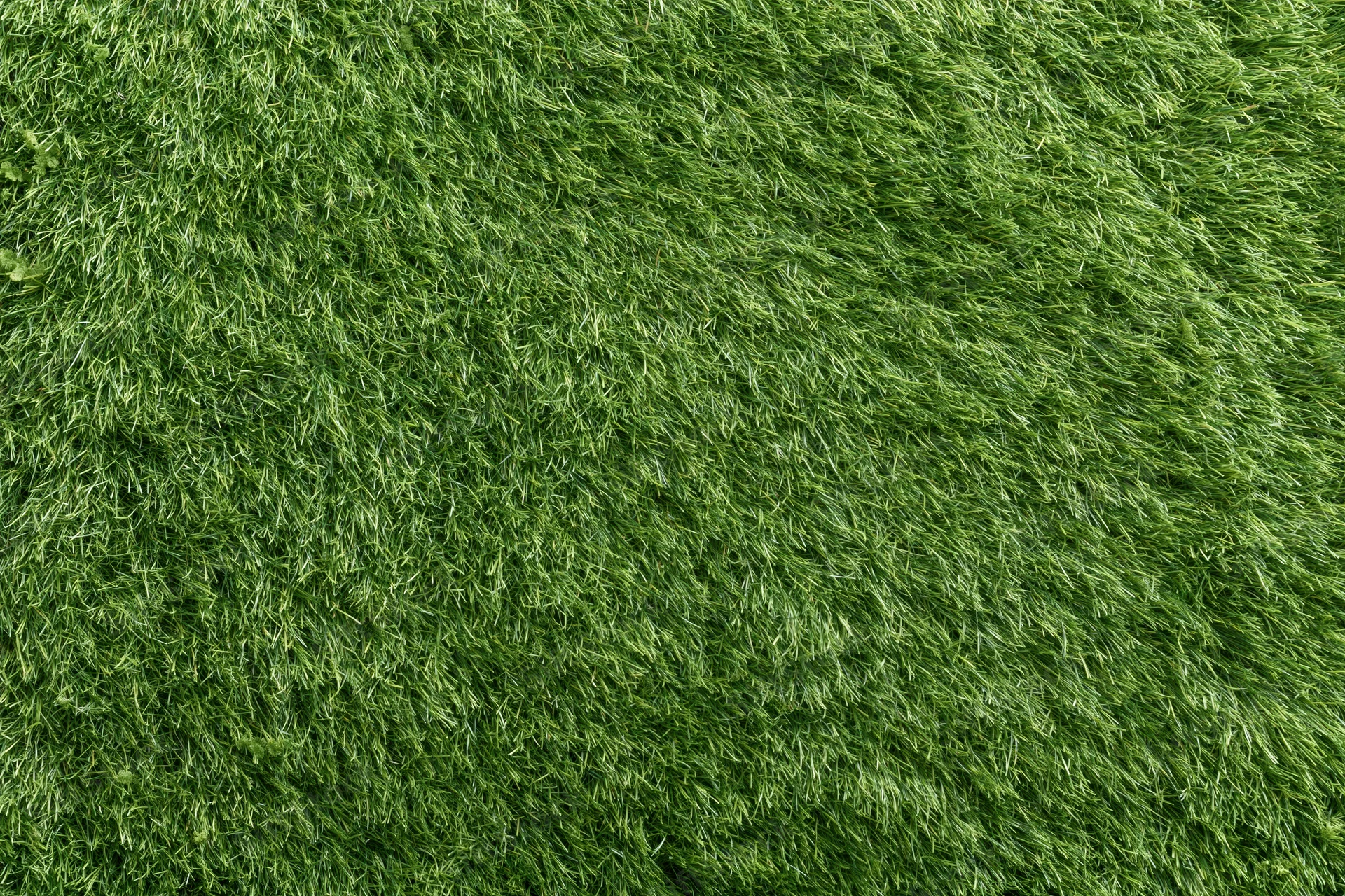 Close-up overhead view of uniformly trimmed short green grass lawn
