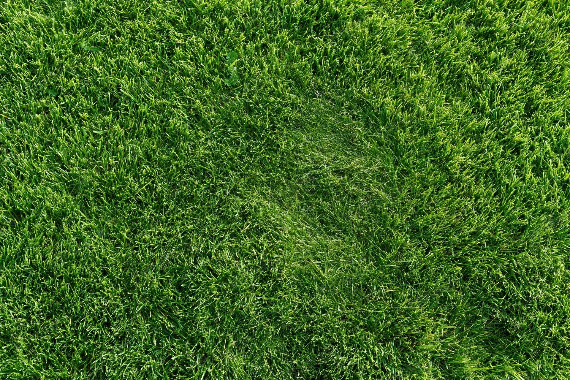 Freshly mowed grass lawn viewed from above filling the frame