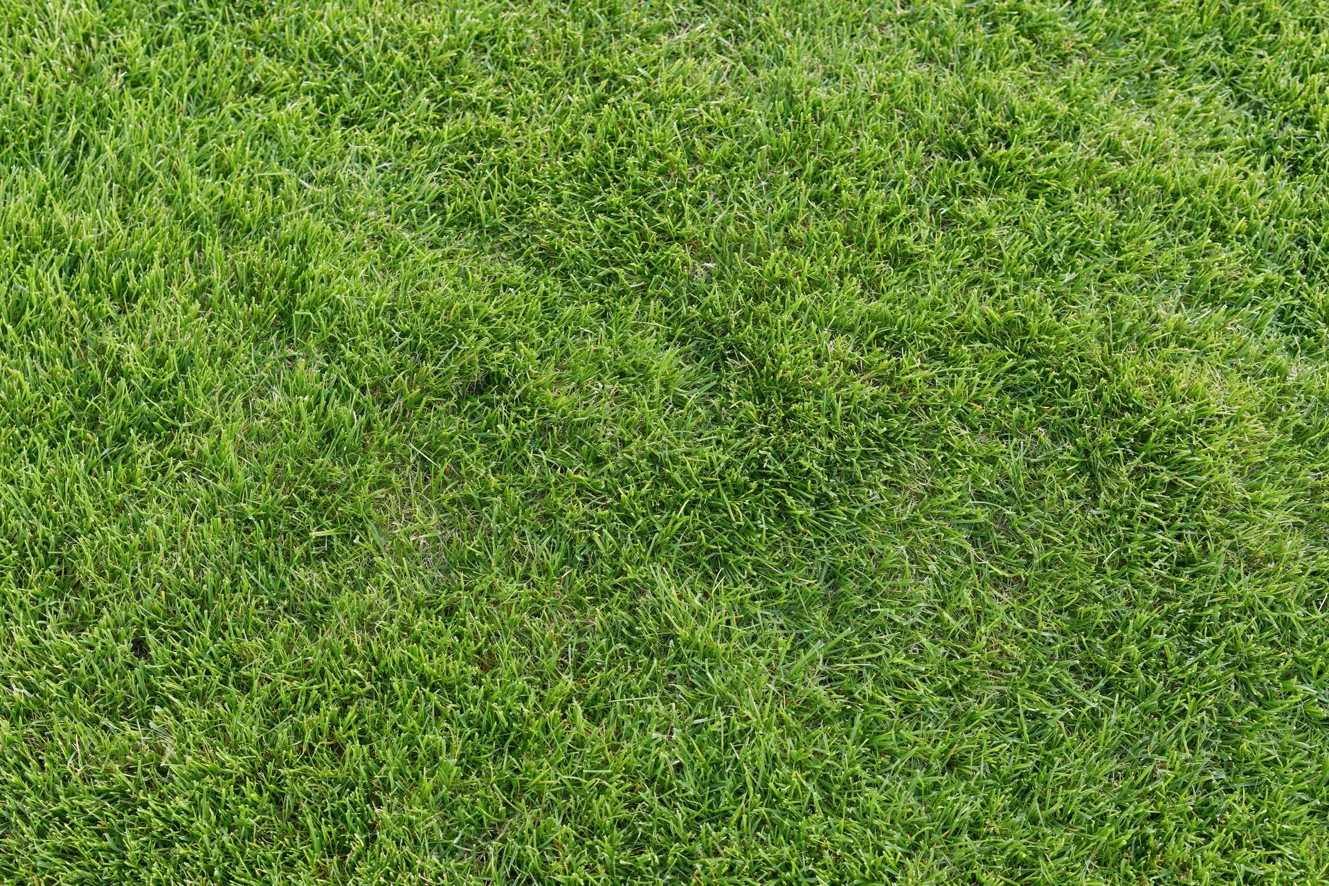 Freshly mowed grass lawn viewed from above filling the frame