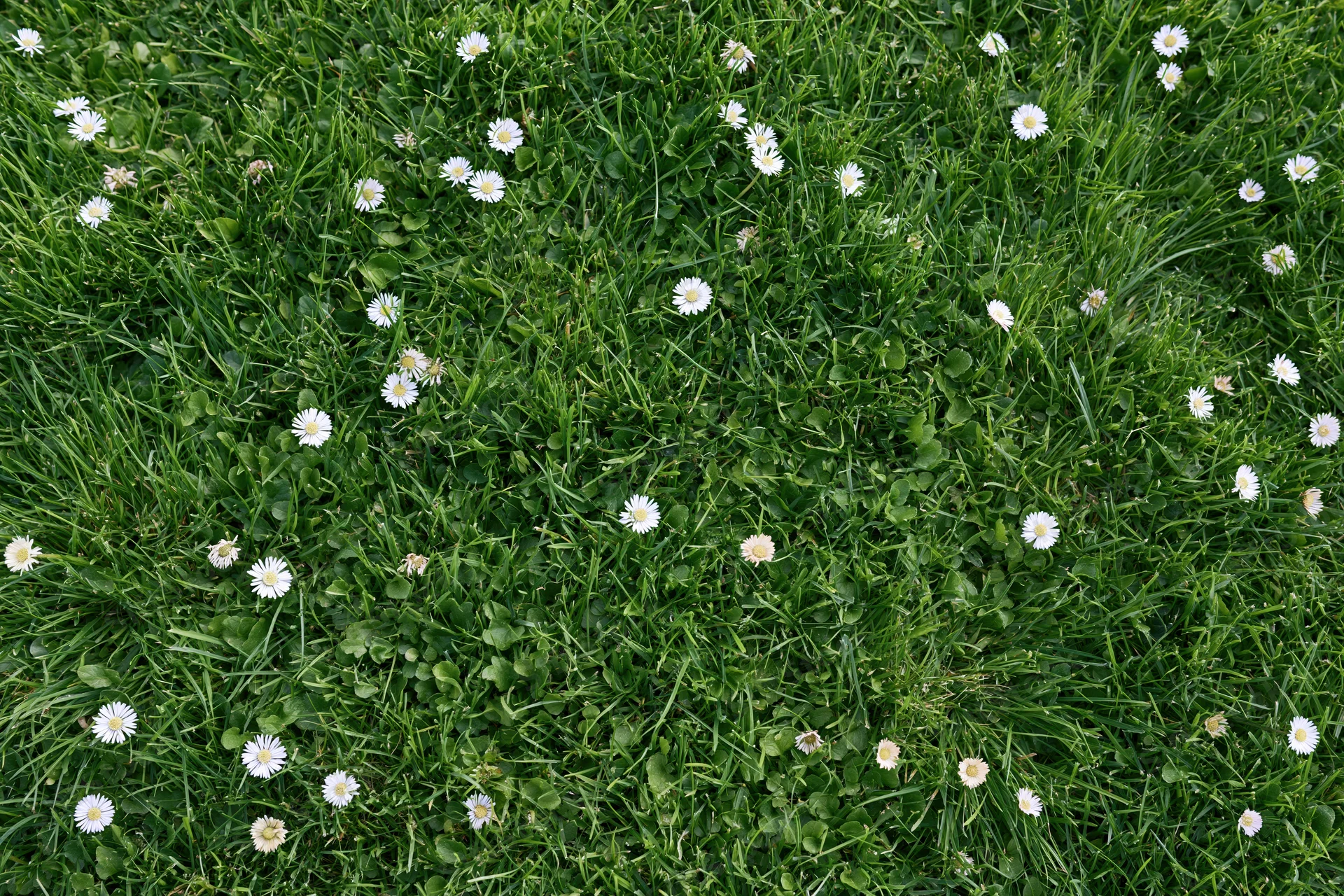 Overhead view of a green lawn dotted with white daisies and clover