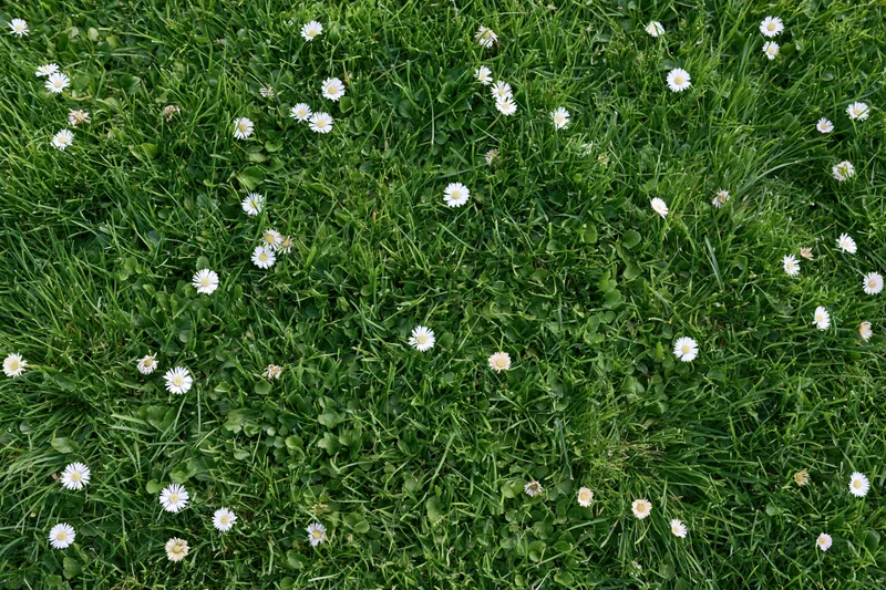 Overhead view of a green lawn dotted with white daisies and clover