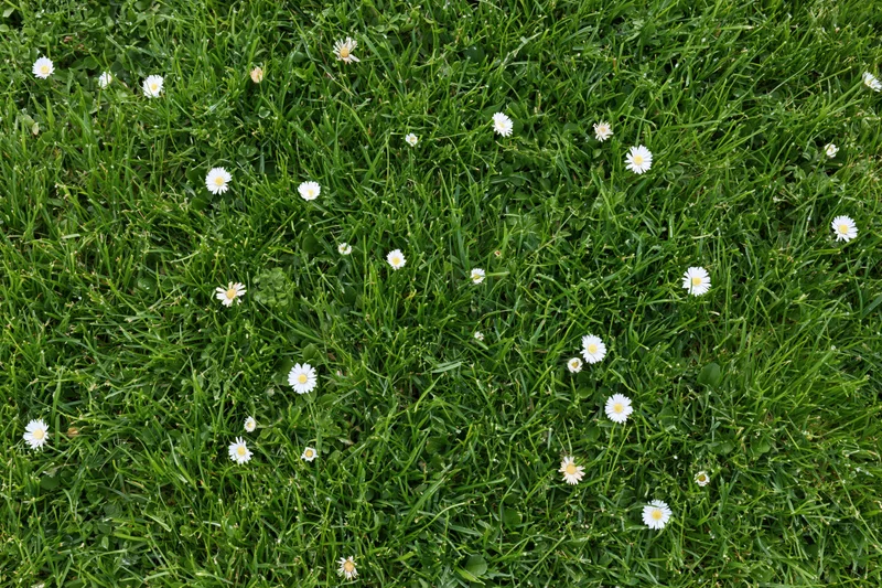 Short green grass with scattered white daisies viewed from above