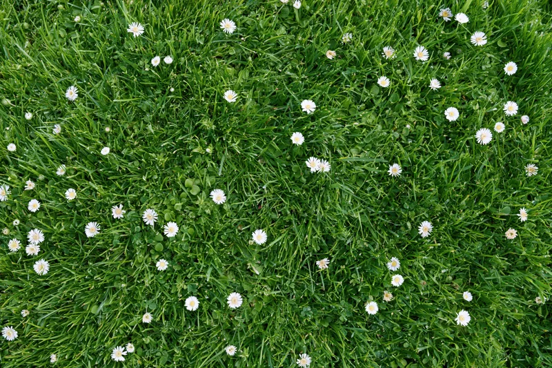 Overhead view of a green lawn dotted with small white daisies