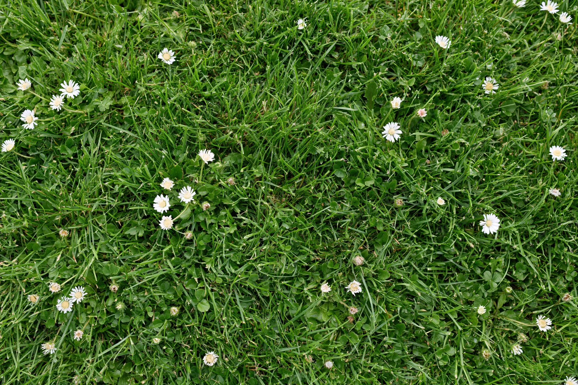 Overhead view of a green lawn with scattered white daisies and clover
