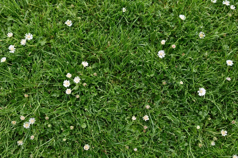 Overhead view of a green lawn with scattered white daisies and clover