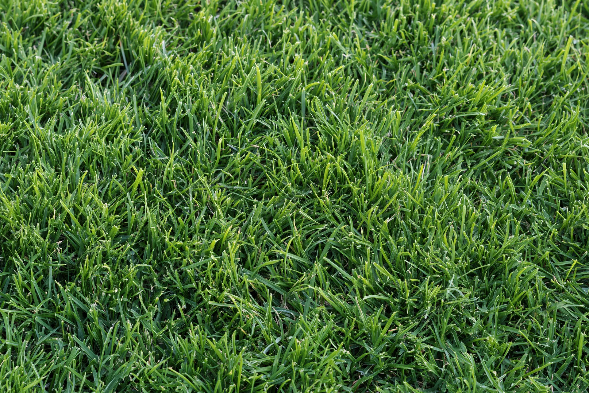 Dense green grass lawn viewed from above filling the frame