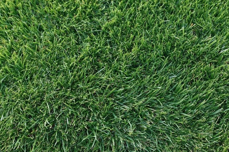 Dense green grass lawn viewed from above filling the frame