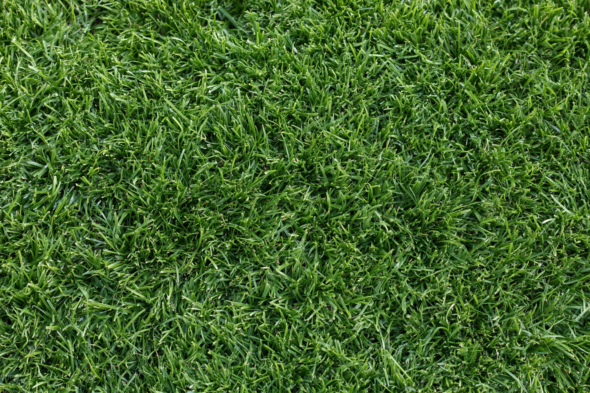 Dense green grass lawn viewed from overhead filling the frame