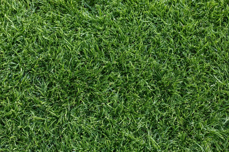 Dense green grass lawn viewed from overhead filling the frame