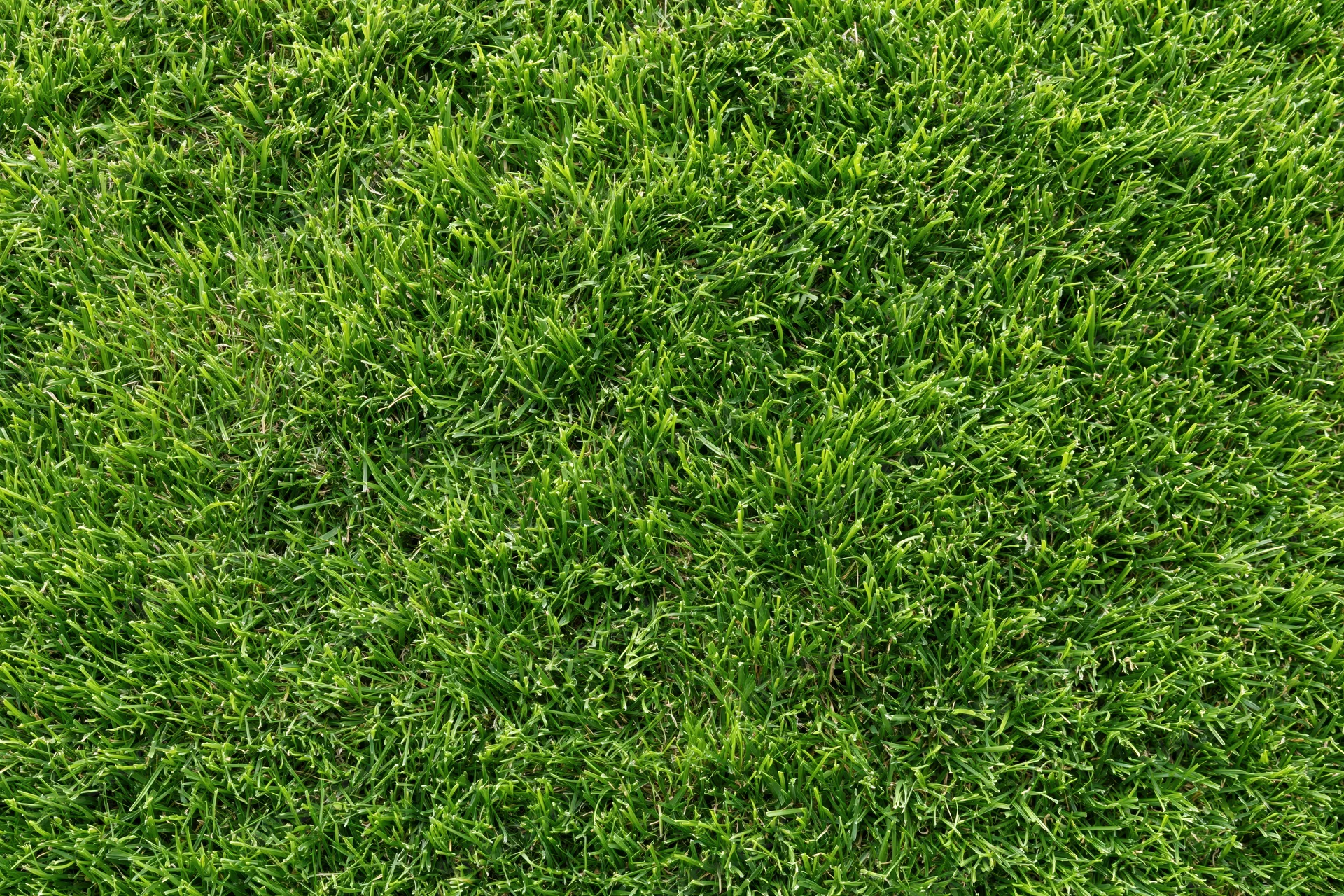 Dense green grass lawn viewed from overhead filling the frame