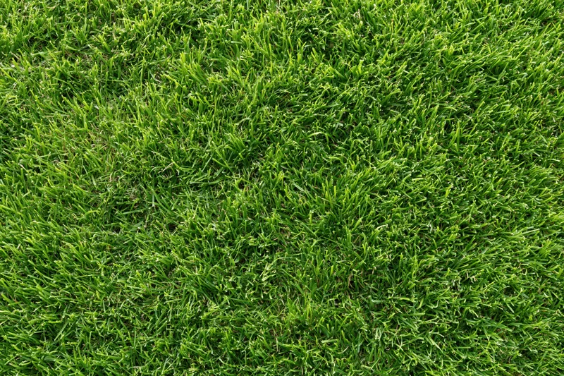 Dense green grass lawn viewed from overhead filling the frame