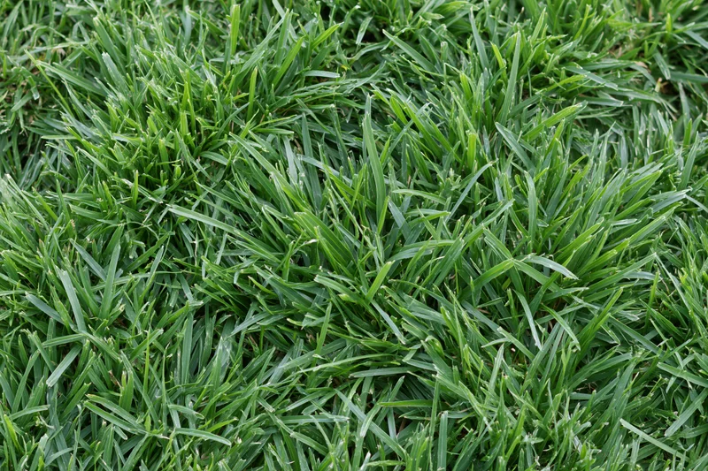 Dense low-cut green grass filling the frame in an overhead closeup view