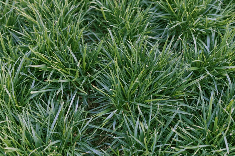Dense low-cut lawn grass viewed from above filling the frame