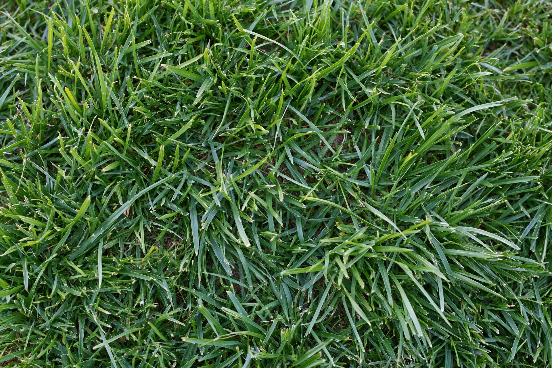 Dense low-cut green grass filling the frame in an overhead closeup view