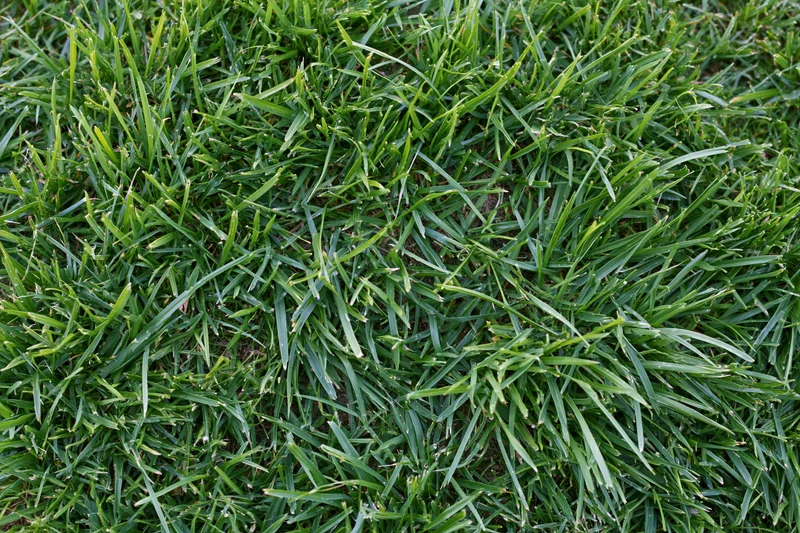 Dense low-cut green grass filling the frame in an overhead closeup view