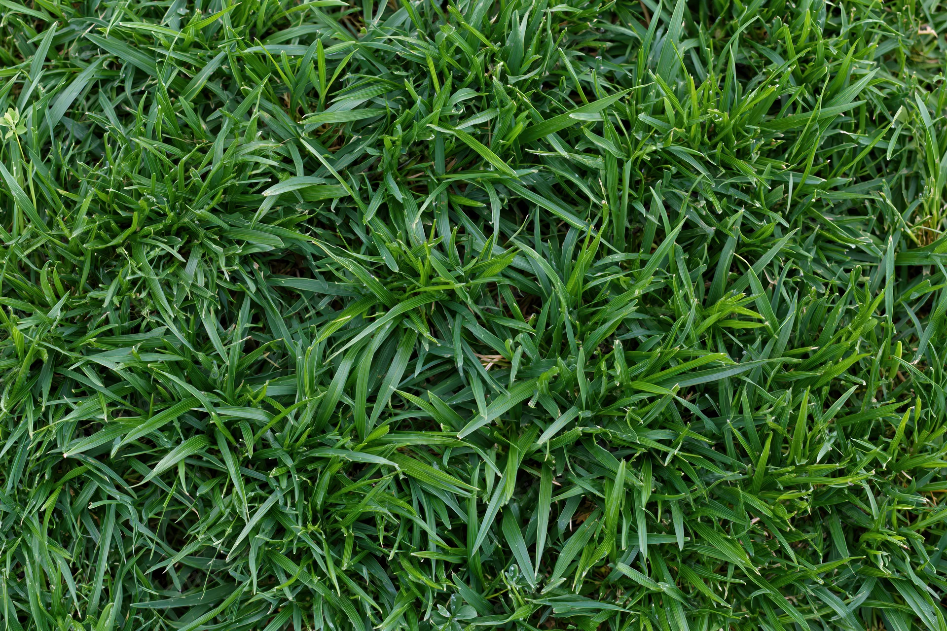Dense low-cut green lawn grass viewed from overhead filling the frame