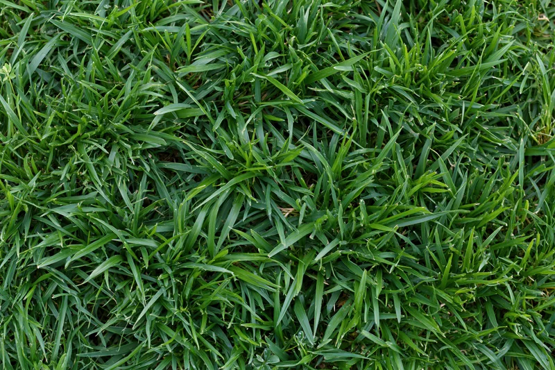 Dense low-cut green lawn grass viewed from overhead filling the frame
