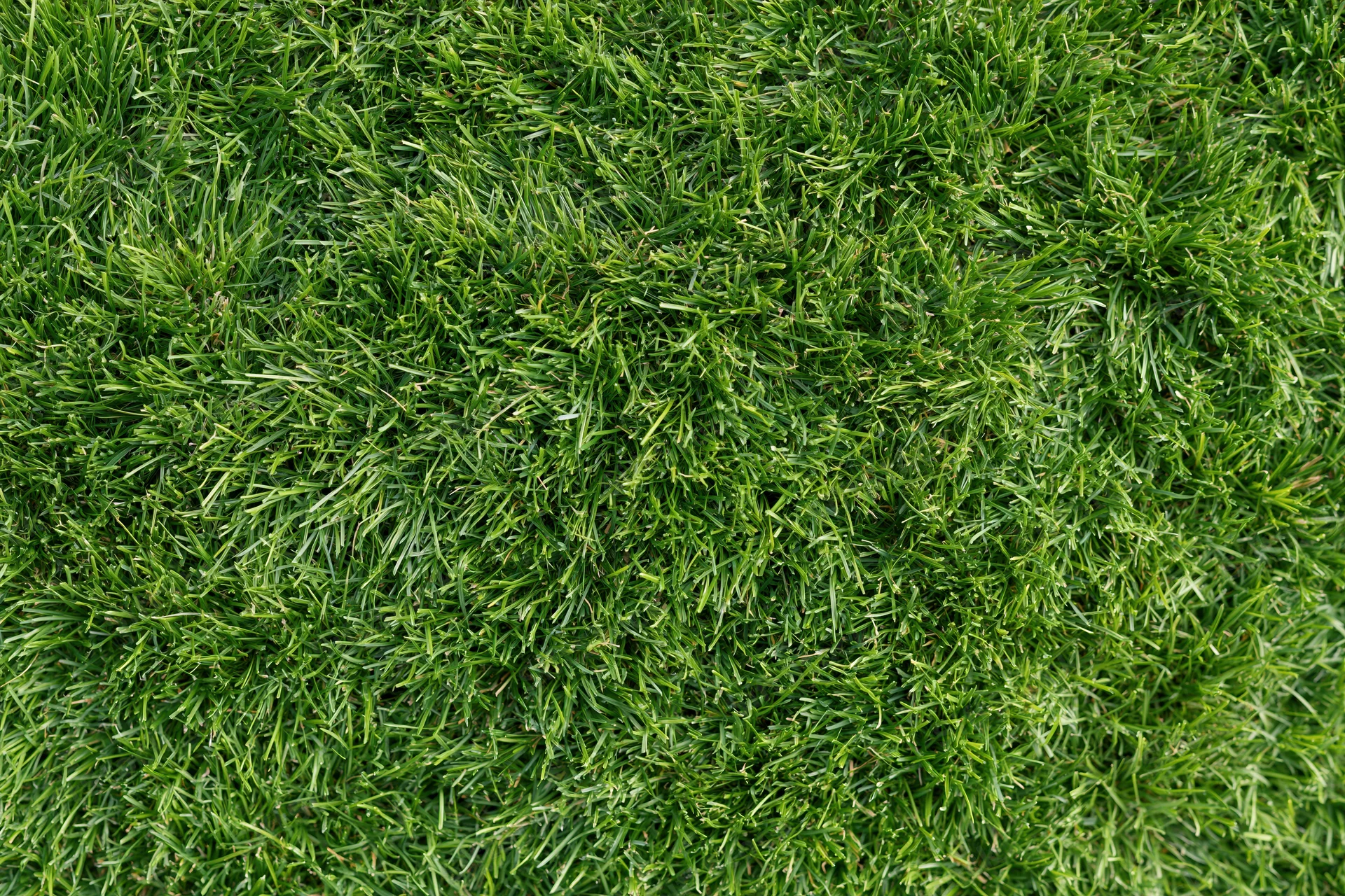 Dense short green grass viewed from above filling the frame