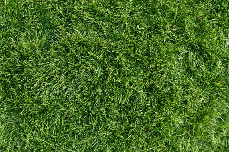 Dense short green grass viewed from above filling the frame