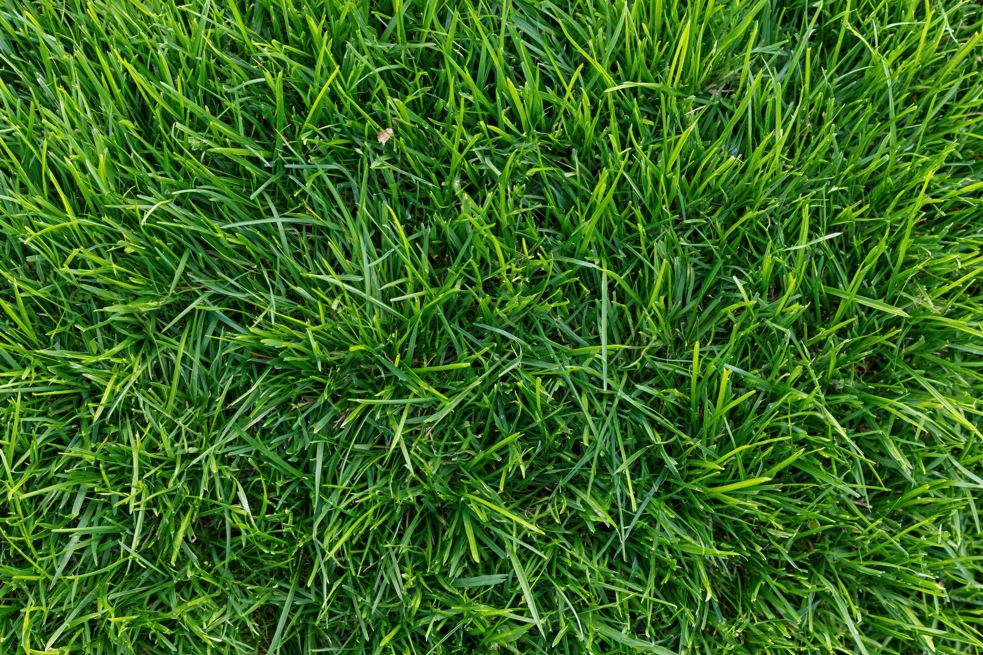 Dense short green grass filling the frame in an overhead closeup view