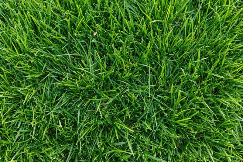 Close-up overhead shot of green grass filling the frame