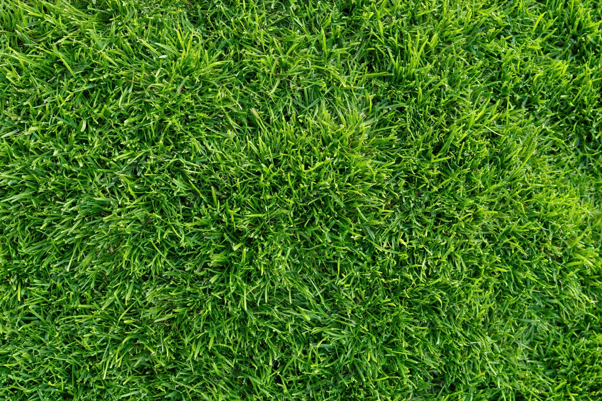 Dense short green grass filling the frame in an overhead close-up view
