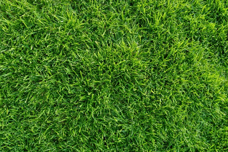 Dense short green grass filling the frame in an overhead close-up view