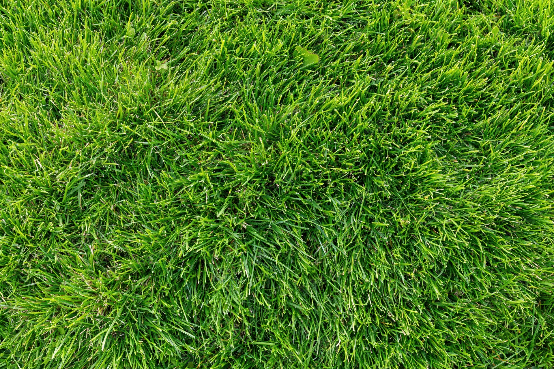 Dense short green grass filling the frame in an overhead closeup view