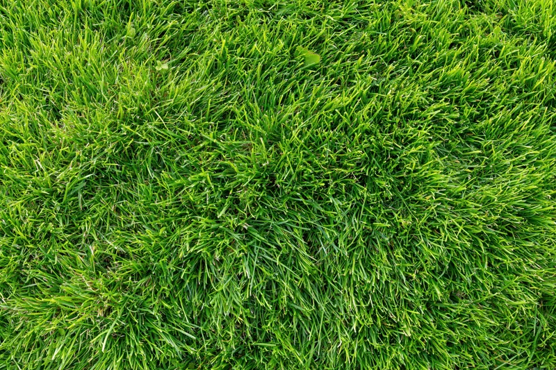 Dense short green grass filling the frame in an overhead closeup view