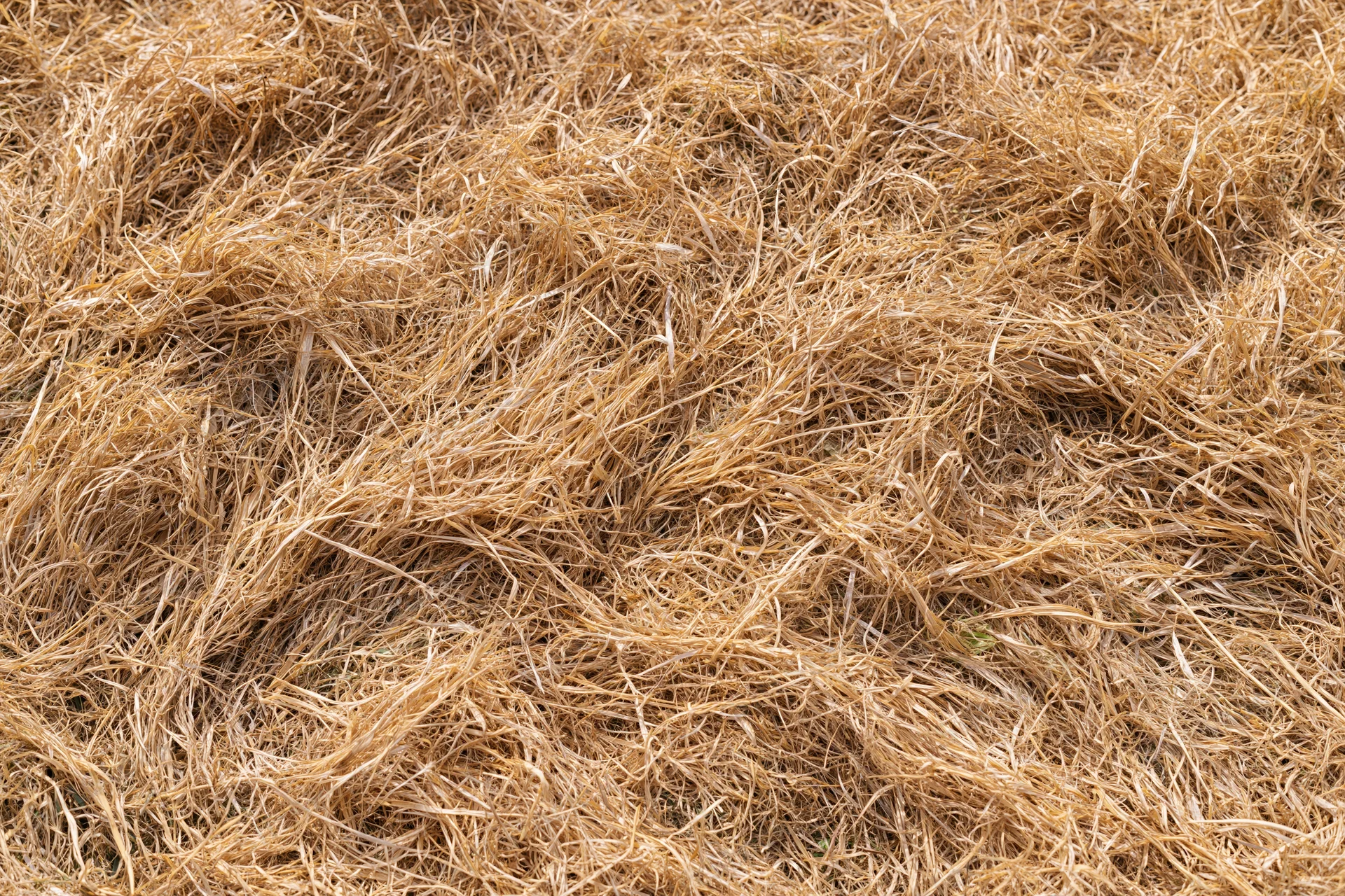 Dry dead lawn grass covering the ground in a close-up overhead view