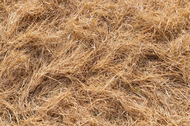 Dry dead lawn grass covering the ground in a close-up overhead view