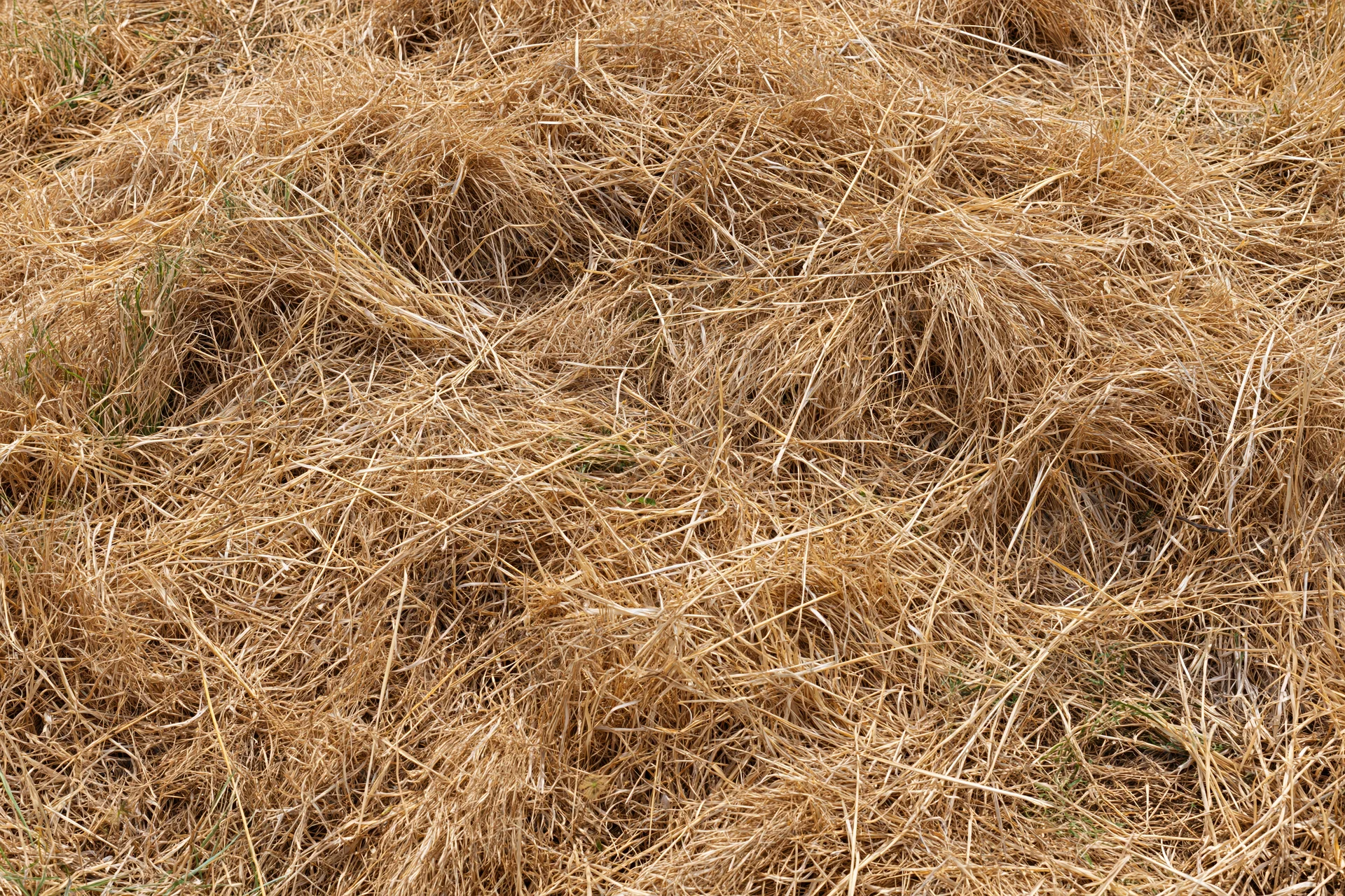 Dry dead lawn grass covering the ground in a tangled, layered texture from an overhead closeup view